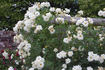 Bouquet Tout Fait rose photo