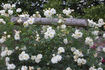 Bouquet Tout Fait rose photo