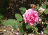 Gustav Grünerwald rose photo