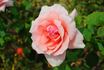 Les Sjulin rose photo