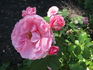 RSM I3  rose photo