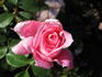 RSM I3  rose photo