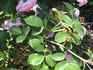 RSM I3  rose photo