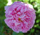 Cameron rose photo