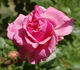 Cameron rose photo