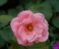 Charles Dillon rose photo