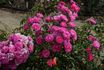 Pink Eutin rose photo
