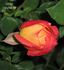 Delta Gold ™ rose photo