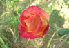 Delta Gold ™ rose photo