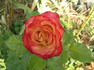 Gypsy Curiosa rose photo