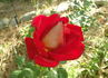 Pompeii rose photo