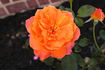 Outrageous ™ rose photo