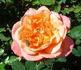 Outrageous ™ rose photo