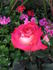 Front Page ™ rose photo