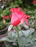 Front Page ™ rose photo