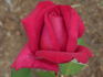 My Love rose photo