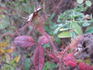 Mossman rose photo