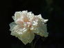 Cels Multiflora rose photo