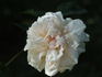 Cels Multiflora rose photo