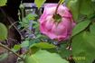 Rose Marie, Cl. rose photo