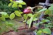 Rose Marie, Cl. rose photo
