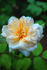 Jenny Wren rose photo