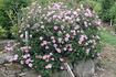 Irish Rich Marbled rose photo