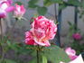 Camaieux Floribunda rose photo