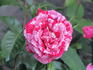 Camaieux Floribunda rose photo