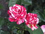 Camaieux Floribunda rose photo