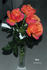 Ibiza rose photo