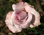 Cologne rose photo
