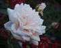 Comte de Torres rose photo