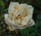 Comte de Torres rose photo