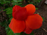Cinnamon Twist ™ rose photo