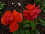 Cinnamon Twist ™ rose photo
