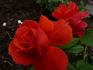 Cinnamon Twist ™ rose photo