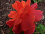 Cinnamon Twist ™ rose photo