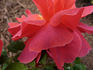 Cinnamon Twist ™ rose photo