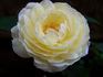 Mariella rose photo