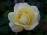 Mariella rose photo