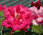 Pinkie rose photo
