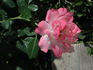 1-72-1rugeldafly rose photo