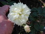 Yellow Sweetheart, Cl. rose photo