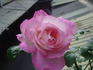 Louisa Jane rose photo