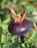 Ormiston Roy rose photo