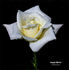 Angela Merici rose photo