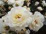 Schneewittchen rose photo