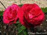 Lord Beaconsfield rose photo