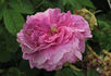 Boula de Nanteuil rose photo